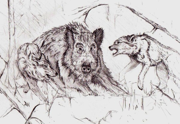 Кабан контур