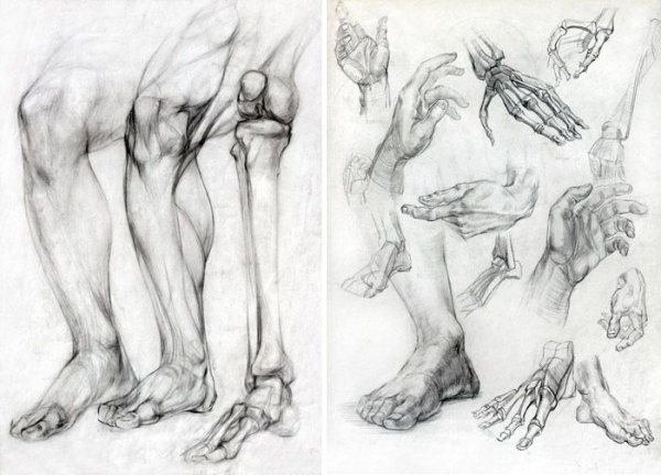 Пластическая анатомия стопы