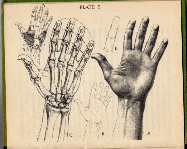 Анатомия кисти для художников