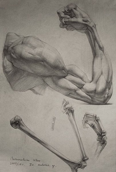 Предплечье пластическая анатомия