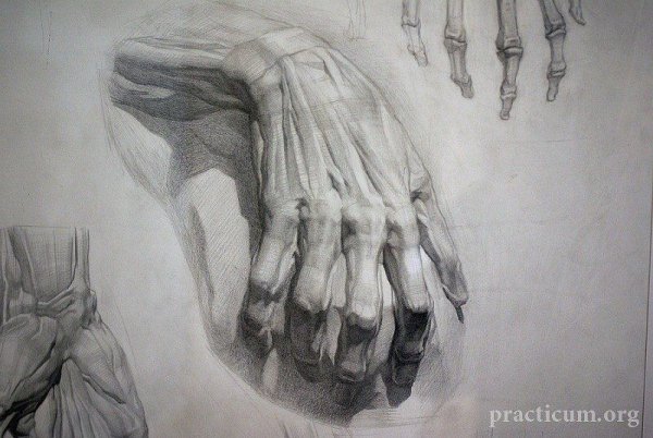 Экорше кисти