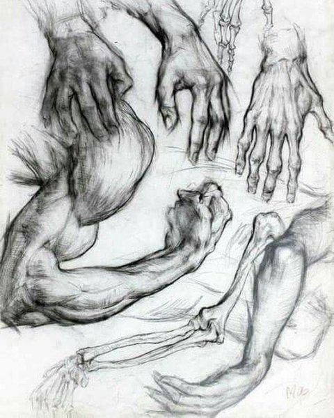 Академизм анатомия