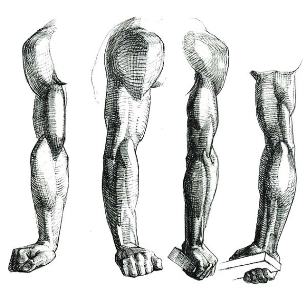Готфрид Баммес анатомия руки