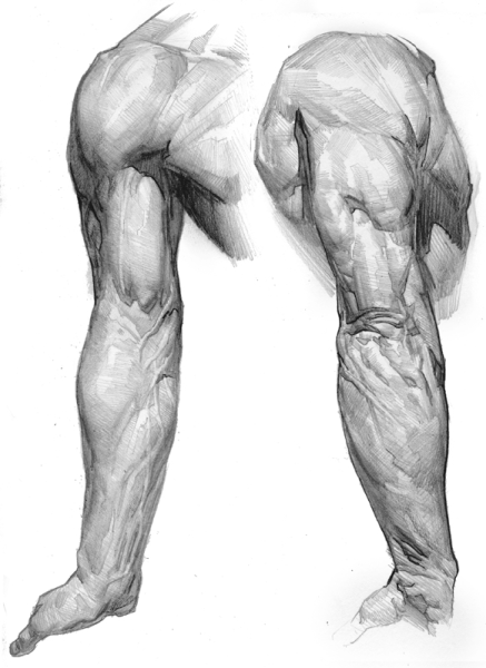 Рельеф ног сзади референс