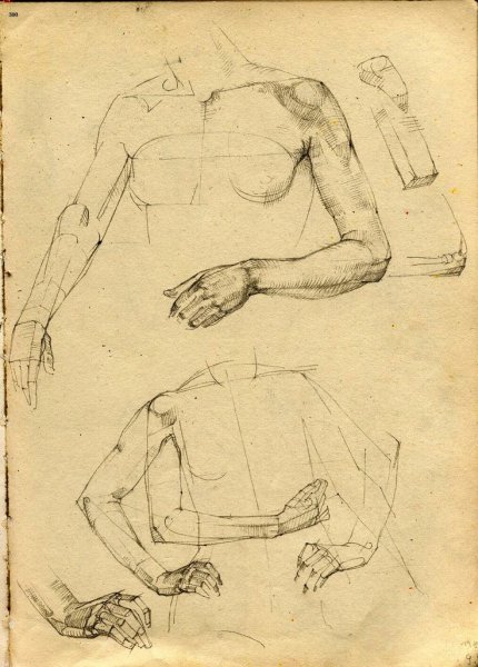 Пластическая анатомия Баммес руки