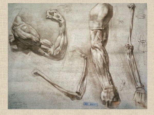 Локтевая кость Баммес