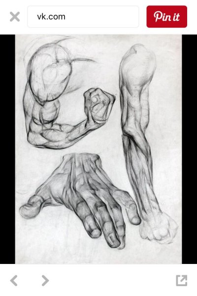 Анатомия рук художественная