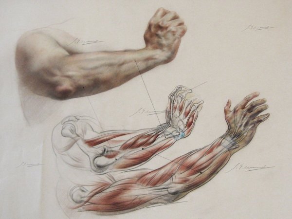 Мышцы кисти пластическая анатомия