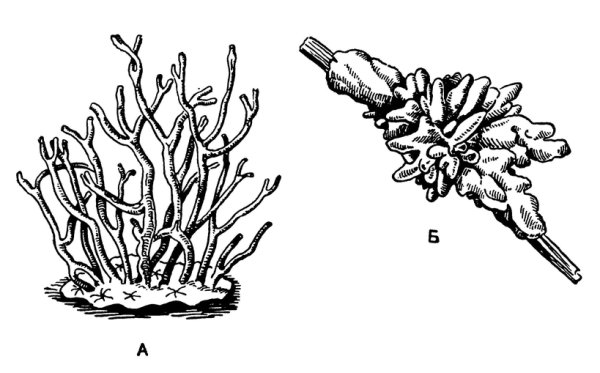 Губка бадяга строение