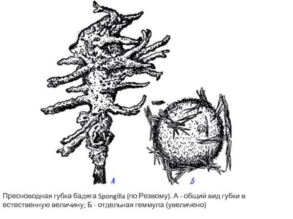 Пресноводная губка бадяга