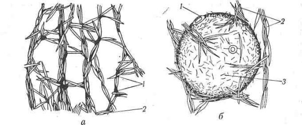 Геммула бодяги строение