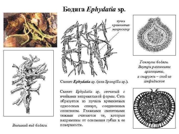 Спикулы бадяга