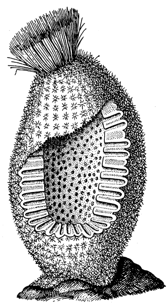 Губка Sycon Raphanus
