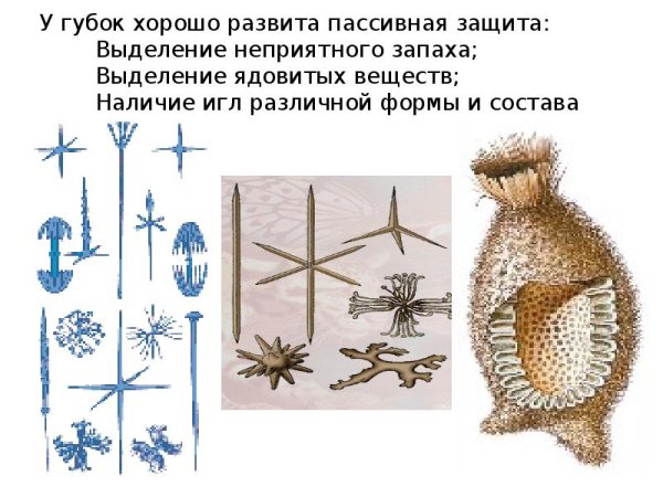 Губки Тип симметрии