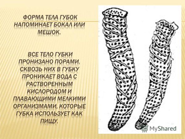 Бадяга Пресноводная классификация