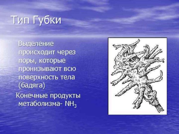 Выделение пресноводной губки