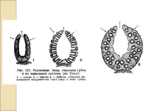 Типы строения губок АСКОН Сикон Лейкон