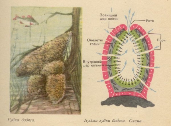 Строение губки бадяги
