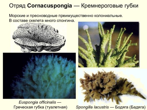 Пресноводная губка бадяга биология