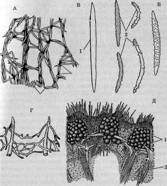 Спонгин спикулы