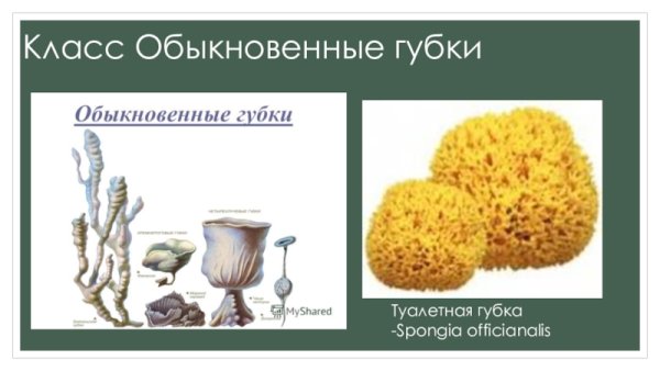 Туалетная губка (Spongia officinalis)