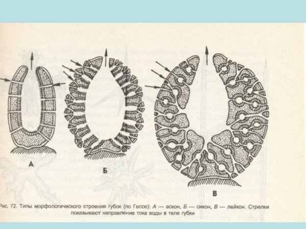 Строение губок АСКОН Сикон Лейкон