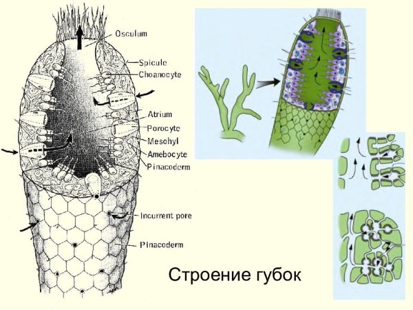 Пресноводная губка бадяга строение