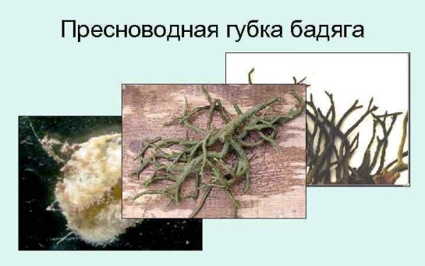 Пресноводная губка бадяга