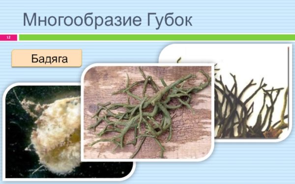 Спикулы бадяга