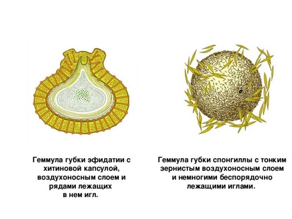 Геммула бодяги строение