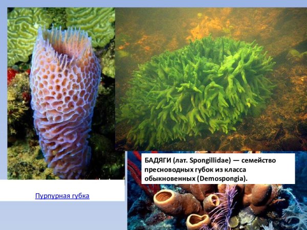 Пресноводная губка бадяга