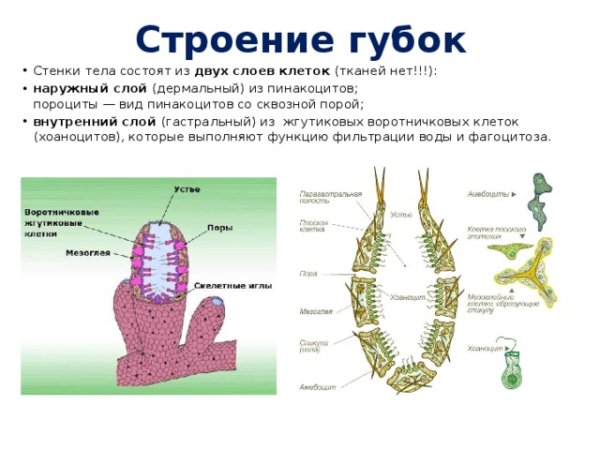 Клетки губок и их функции