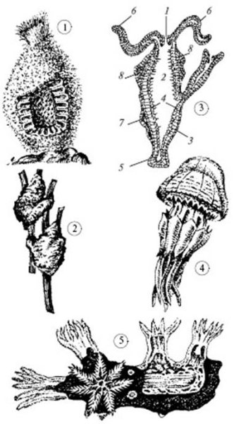 Бадяга кишечнополостное