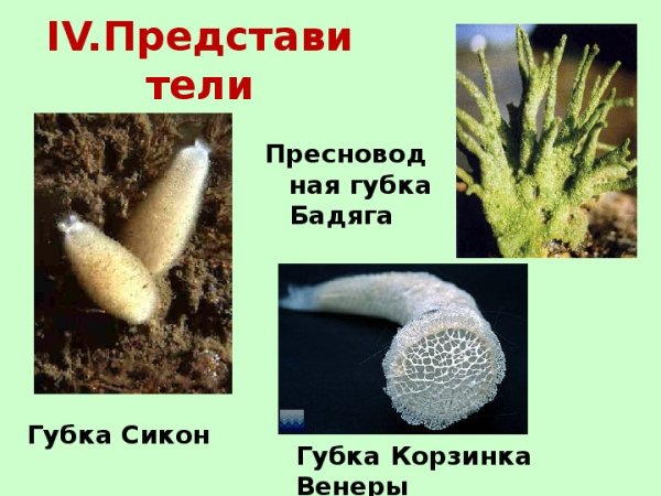 Известковые губки представители