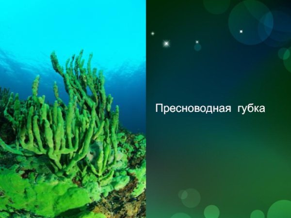 Пресноводные губки Байкала бадяга,
