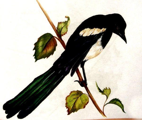 Сорока рисунок