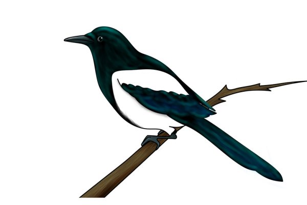 Сорока рисунок