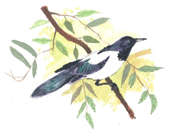 Сорока для детей