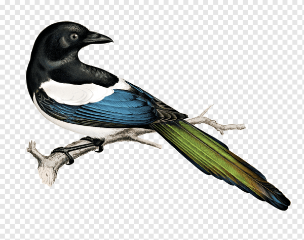 Сорока на белом фоне