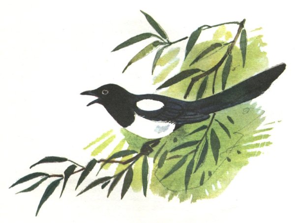 Скребицкий сорока