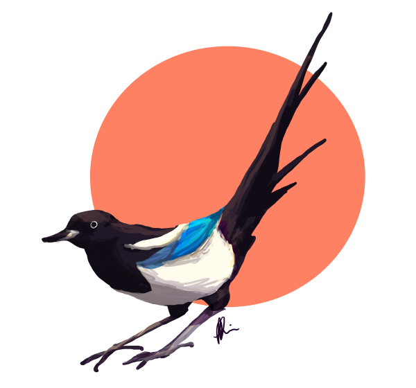 Сорока на белом фоне