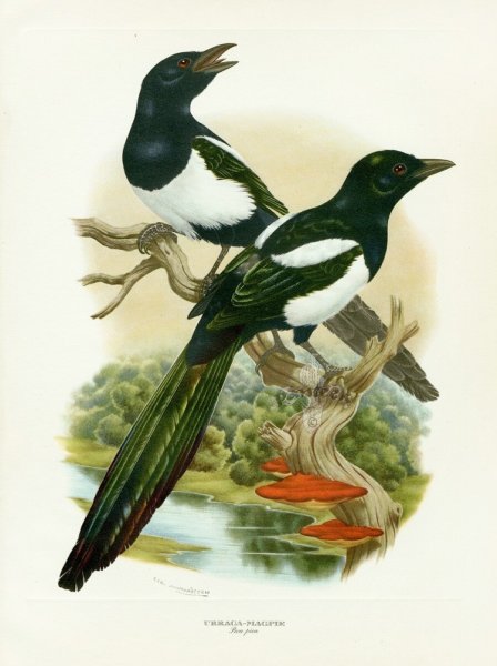 Сорока картина