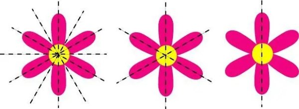 Радиально симметричные цветки