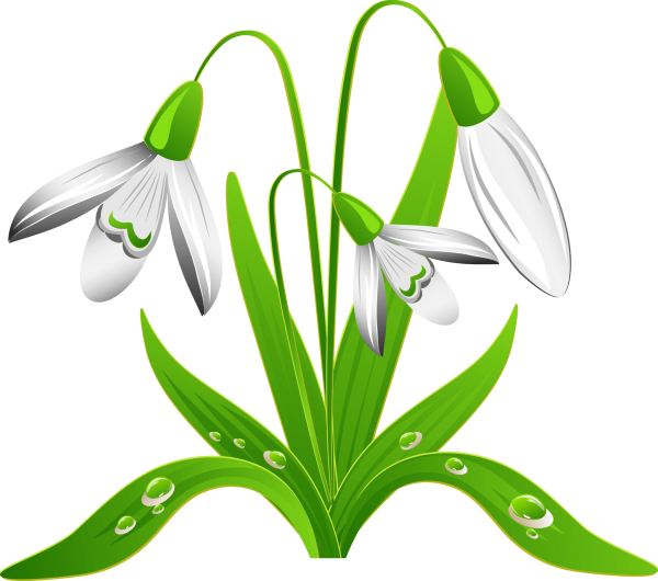 Подснежник для детей