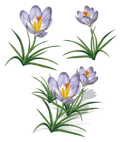 Рисование подснежники