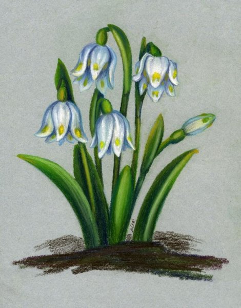 Подснежник узколистный Botanical Art