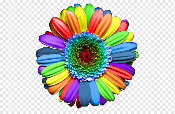 Разноцветные цветы