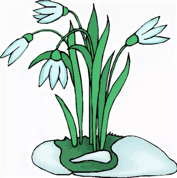 Подснежники рисунок