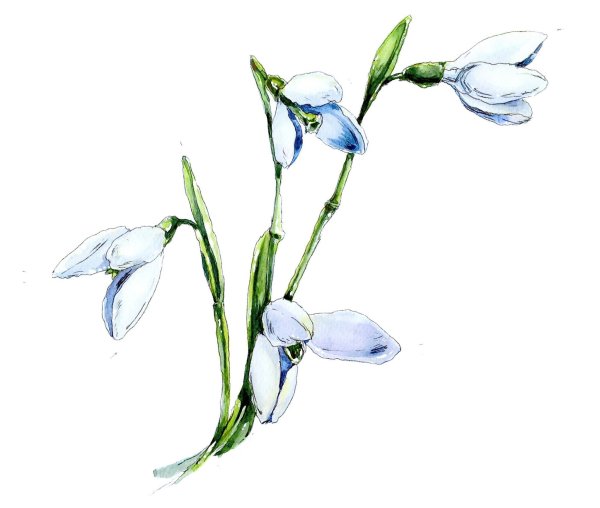 Подснежники для детей 2 лет