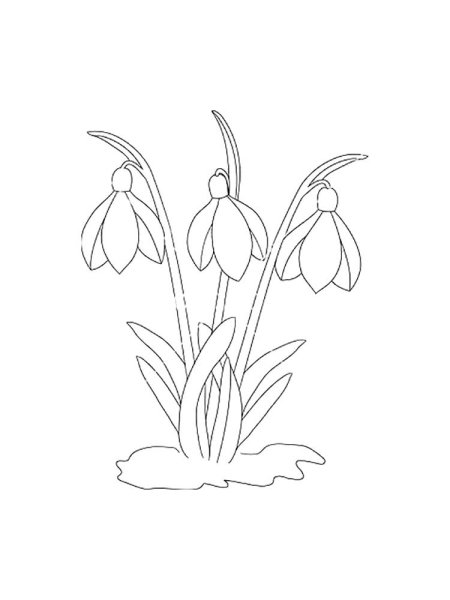 Подснежники раскраска для детей